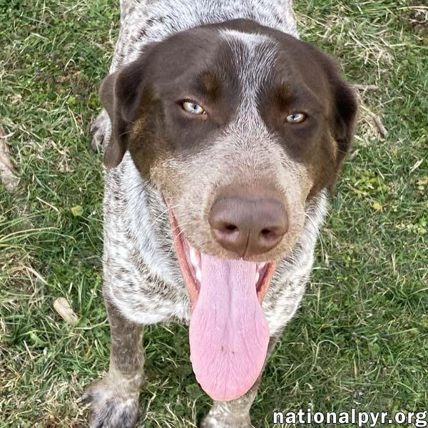 Jolene in TN - Playful & Affectionate!