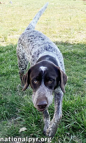 Jolene in TN - Playful & Affectionate!