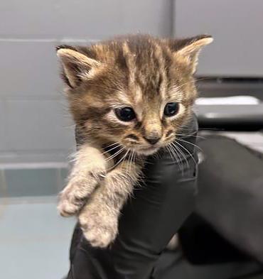 Enlarge Rosie, an adopted Domestic Short Hair in Nashville, TN image 1/1