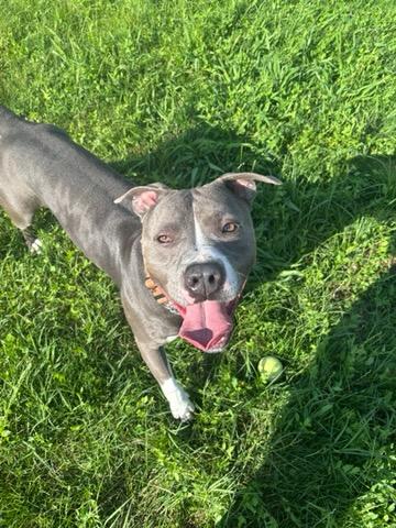 Enlarge Rock, a Adoptable Pit Bull Terrier in Elwood, IN image 1/5
