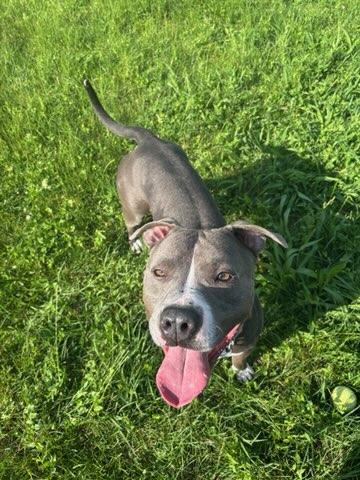 Enlarge Rock, a Adoptable Pit Bull Terrier in Elwood, IN image 2/5