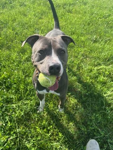 Enlarge Rock, a Adoptable Pit Bull Terrier in Elwood, IN image 3/5