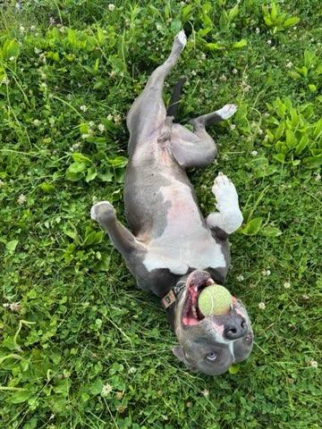 Enlarge Rock, a Adoptable Pit Bull Terrier in Elwood, IN image 4/5