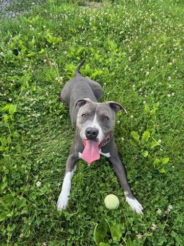 Enlarge Rock, a Adoptable Pit Bull Terrier in Elwood, IN image 5/5