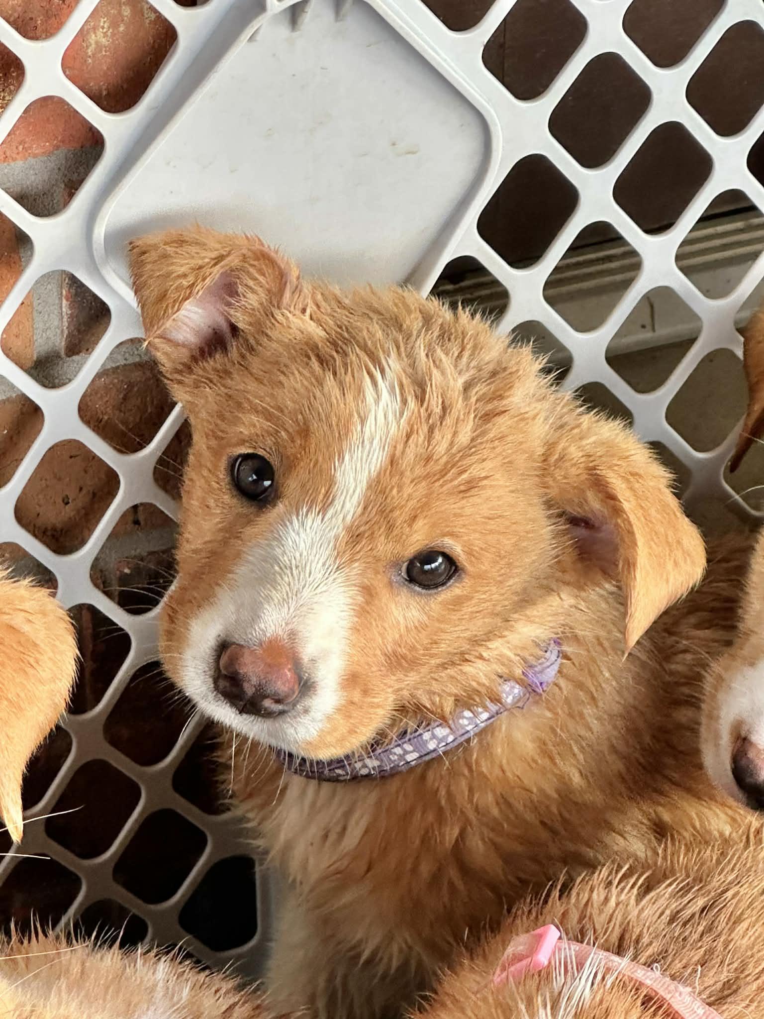 Daydream Bear EG in  MS   Roberti $699, Adopted, Puppy Female Labrador Retriever.