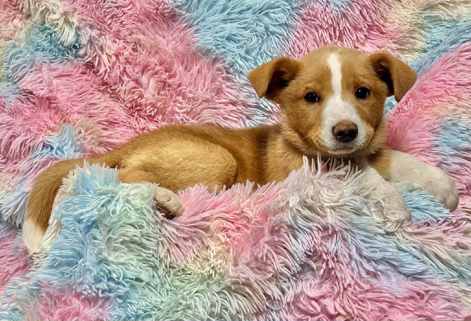 Enlarge Daydream Bear EG in  MS   Roberti $699, a Adopted Labrador Retriever in Warwick, RI image 2/2