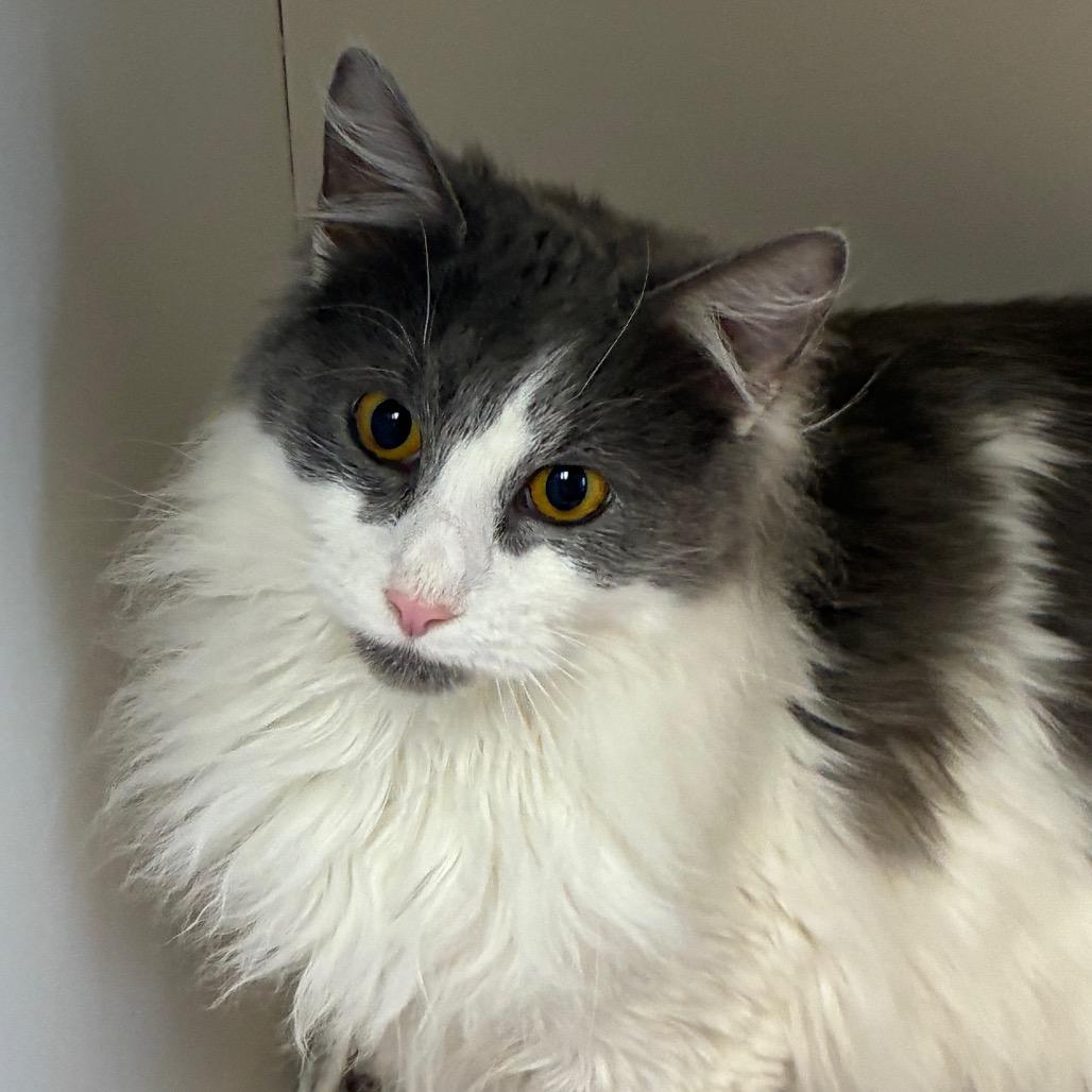 Sweeney Todd, Adoptable, Young Male Domestic Long Hair.