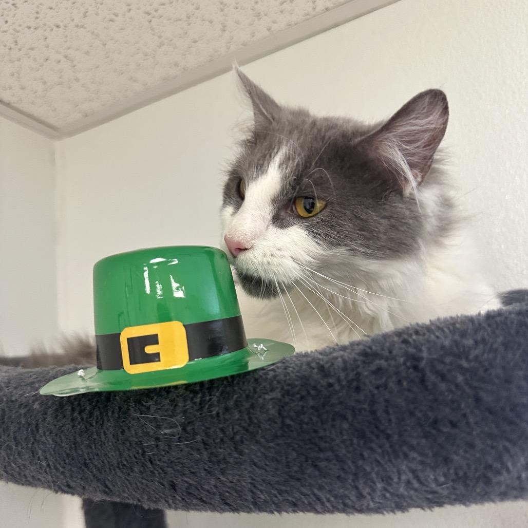 Enlarge Sweeney Todd, a Adoptable Domestic Long Hair in Uniontown, PA image 2/4