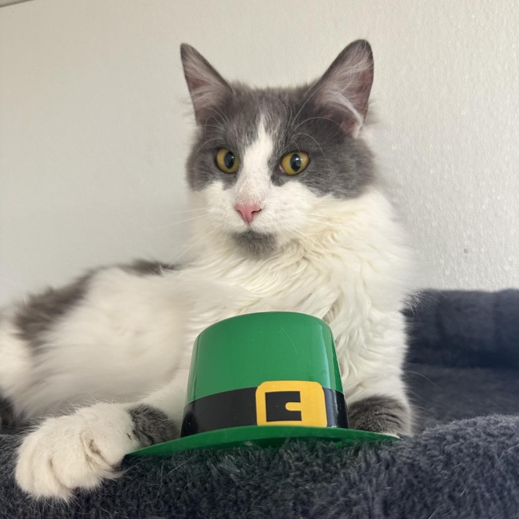 Enlarge Sweeney Todd, a Adoptable Domestic Long Hair in Uniontown, PA image 3/4