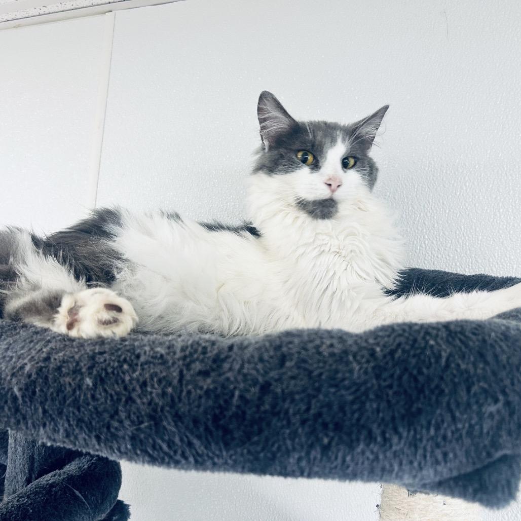 Enlarge Sweeney Todd, a Adoptable Domestic Long Hair in Uniontown, PA image 4/4