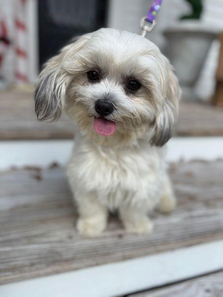 Coco, an adopted mixed breed in Tarrytown, NY image 1/6