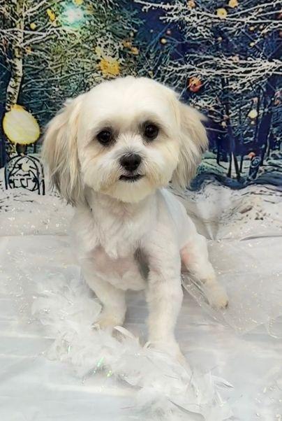 Coco, an adopted mixed breed in Tarrytown, NY image 4/6