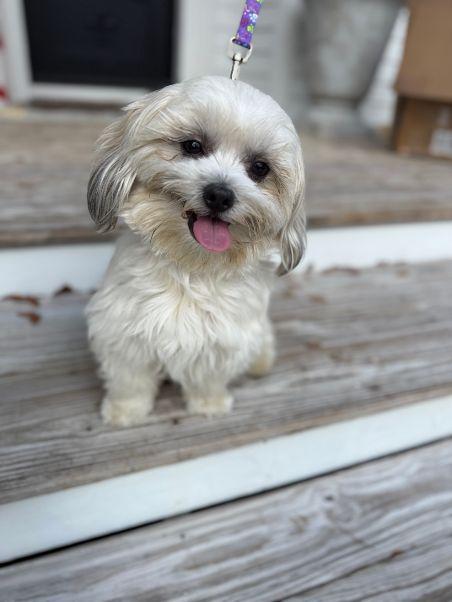 Coco, an adopted mixed breed in Tarrytown, NY image 2/6