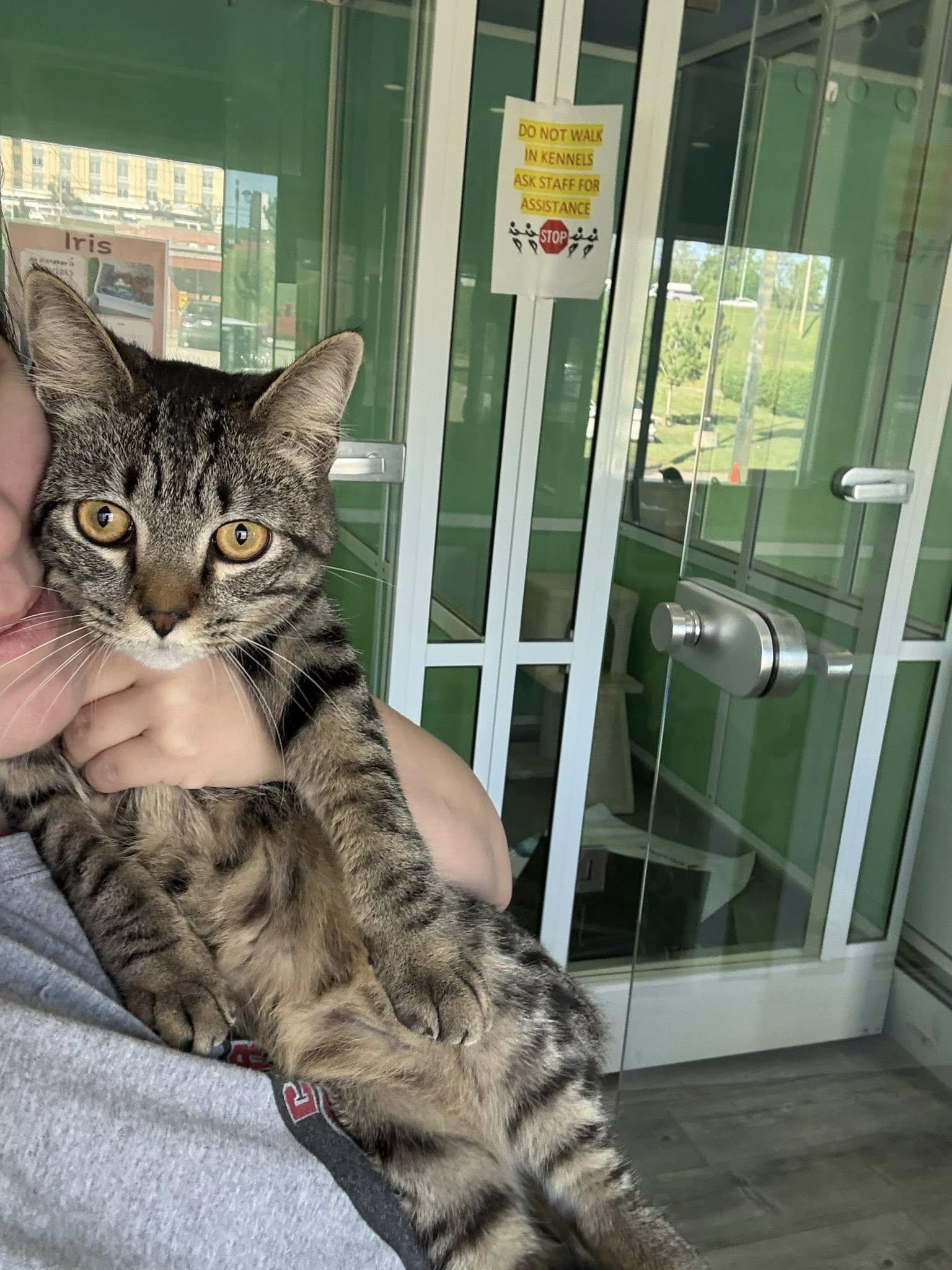 Enlarge Squirrel, an adopted American Shorthair in Barboursville, WV image 1/1