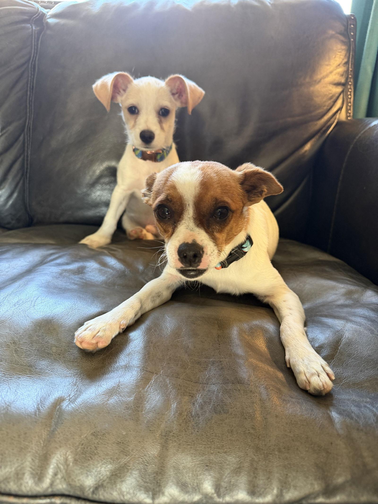 Petey, a Adoptable mixed breed in Omaha, NE image 1/3