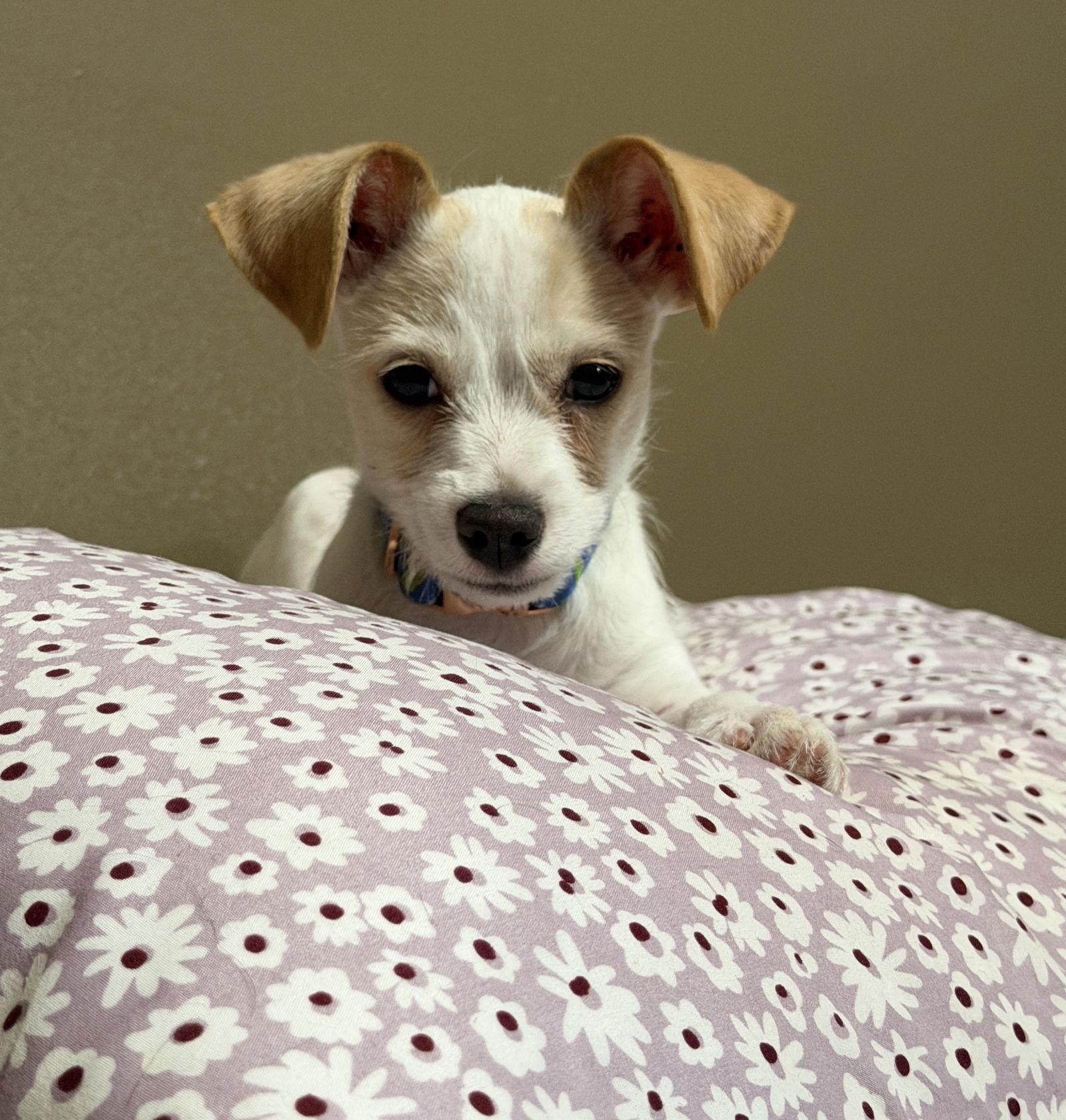 Petey, a Adoptable mixed breed in Omaha, NE image 2/3