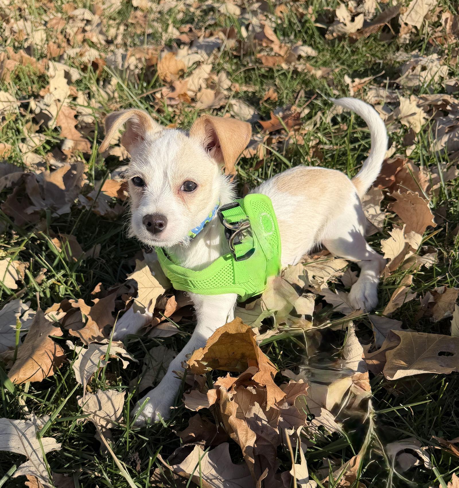 Petey, a Adoptable mixed breed in Omaha, NE image 3/3