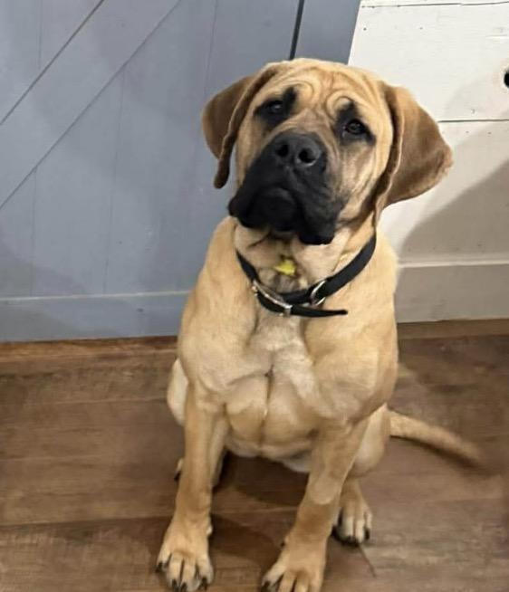 Matilda, Adoptable, Young Female Bullmastiff.