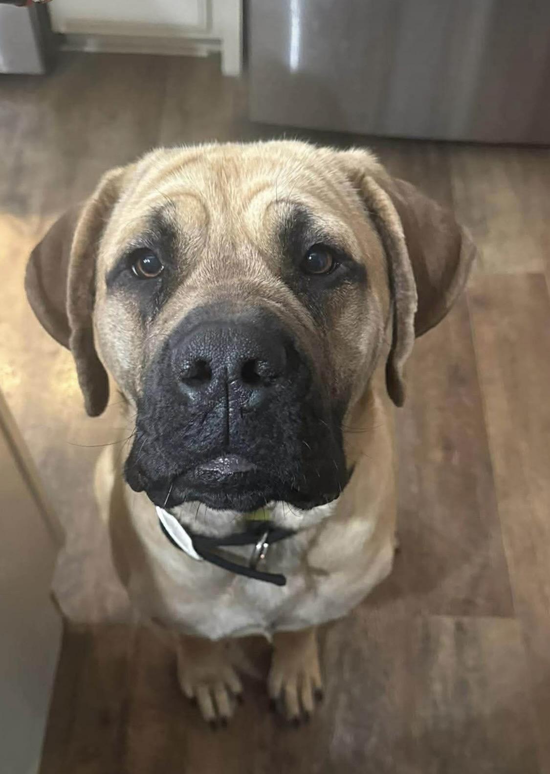 Matilda, an adopted Bullmastiff in Bloomfield Hills, MI image 2/2