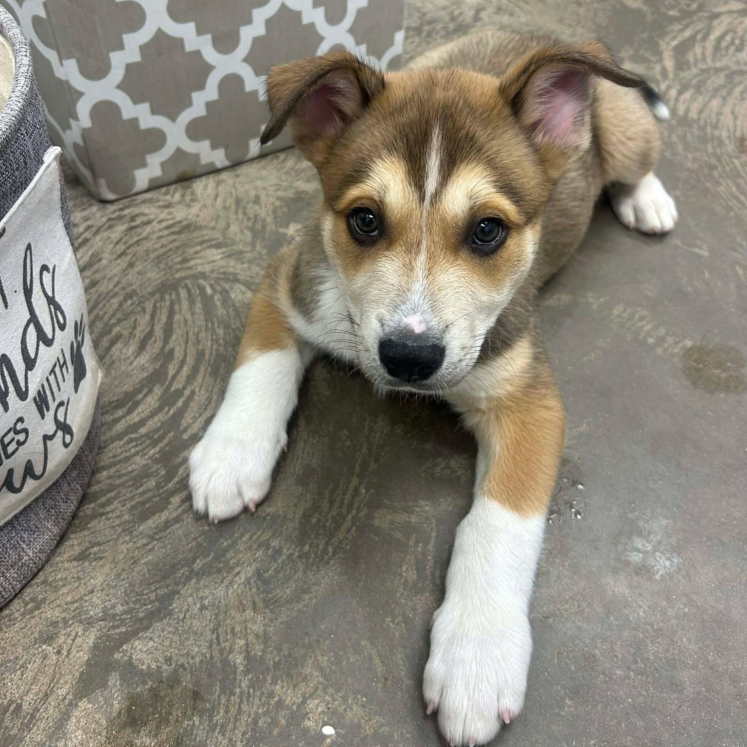 Shaggy, ADOPTABLE, Young Male Husky & German Shepherd Dog.