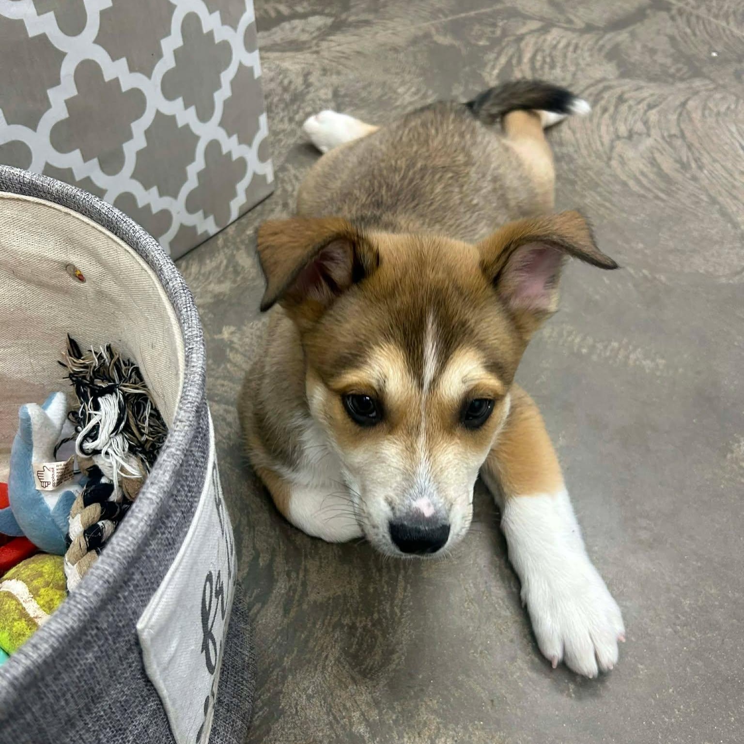 Enlarge Shaggy, a ADOPTABLE mixed breed in Roosevelt, UT image 2/2