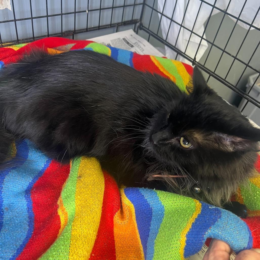 Bear, Adoptable, Adult Male Domestic Long Hair.