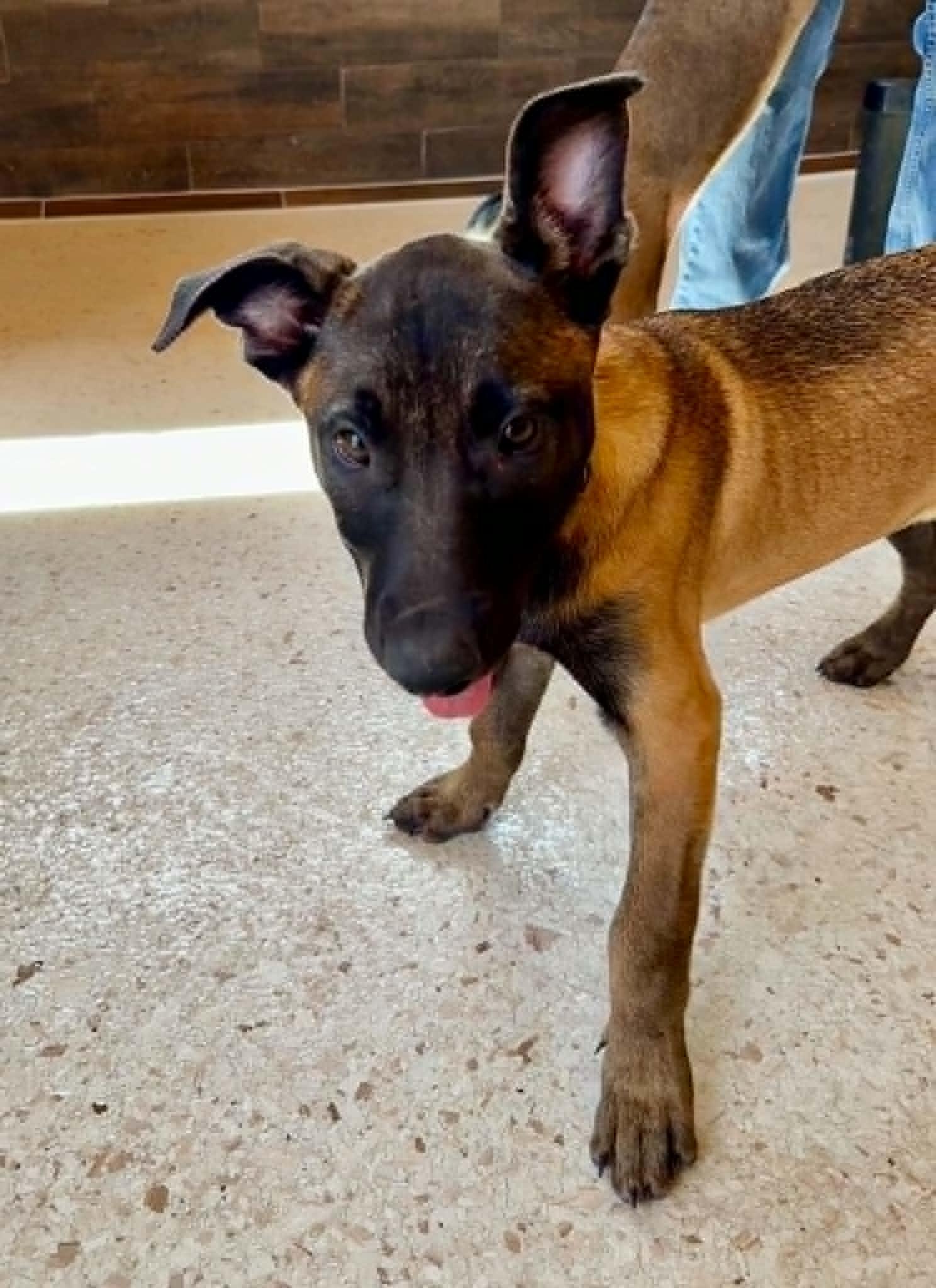 Enlarge Luna - puppy - Star, a Adopted mixed breed in Glendale, AZ image 1/4