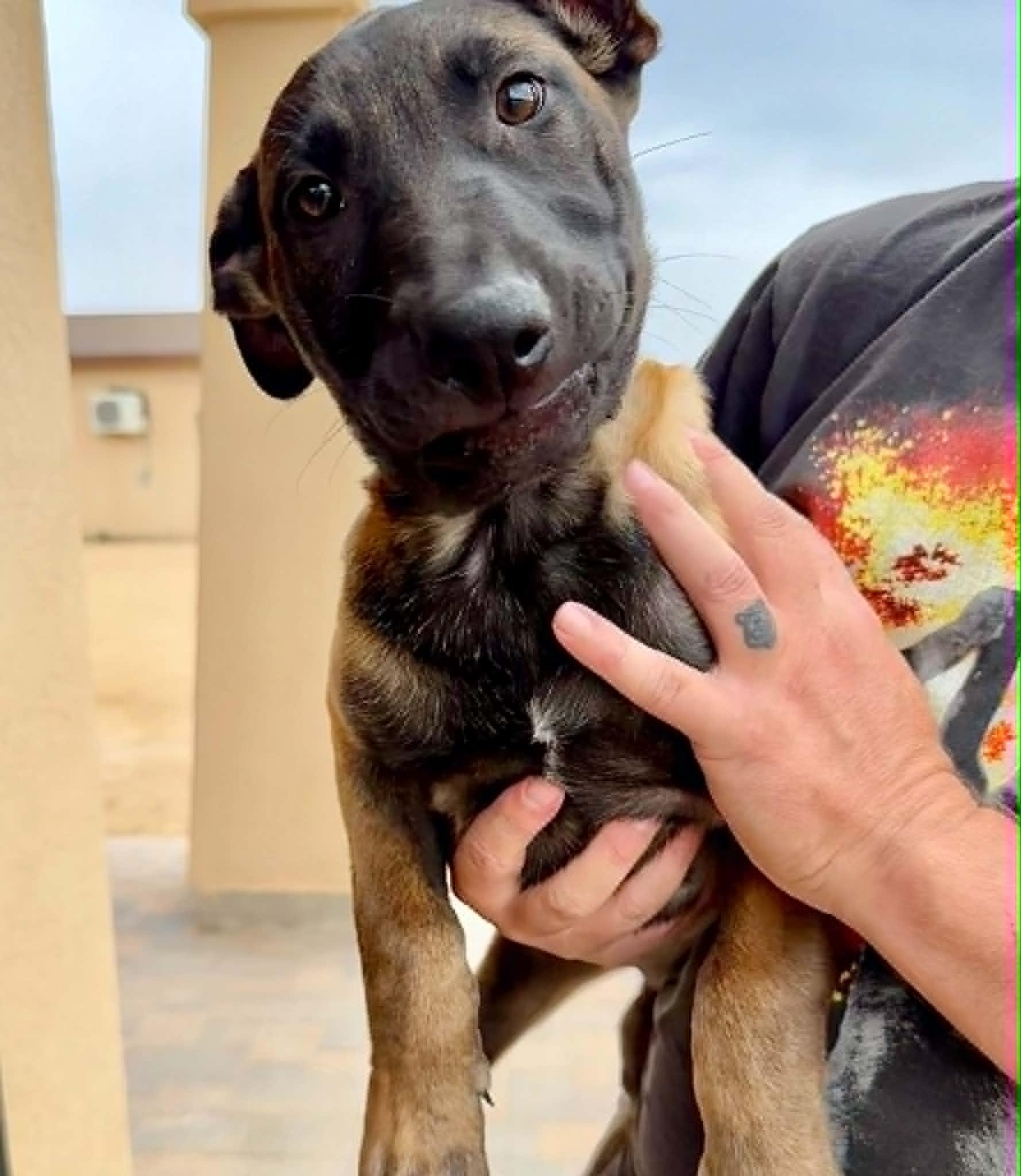 Enlarge Luna - puppy - Star, a Adopted mixed breed in Glendale, AZ image 2/4