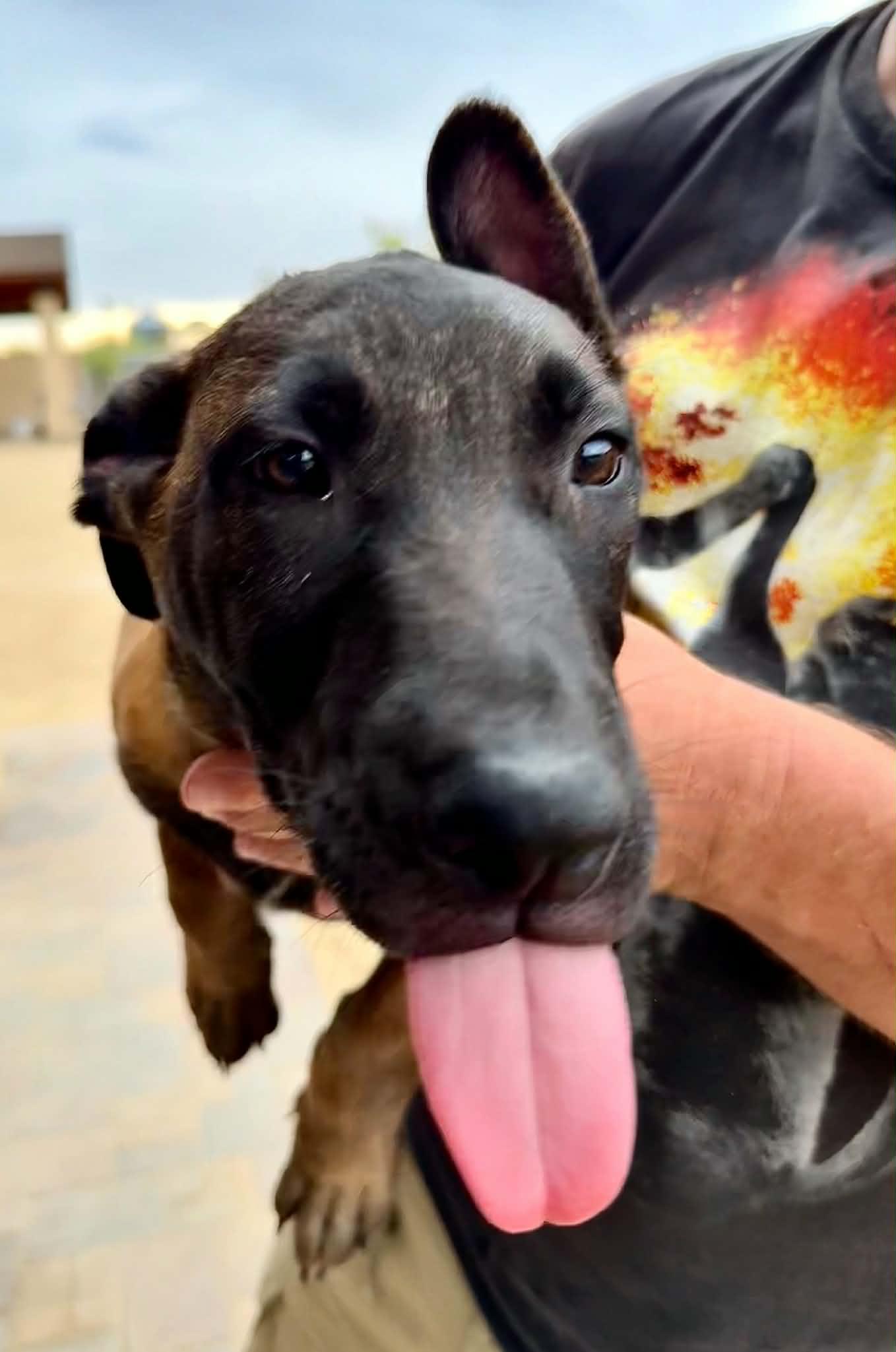 Enlarge Luna - puppy - Star, a Adopted mixed breed in Glendale, AZ image 3/4