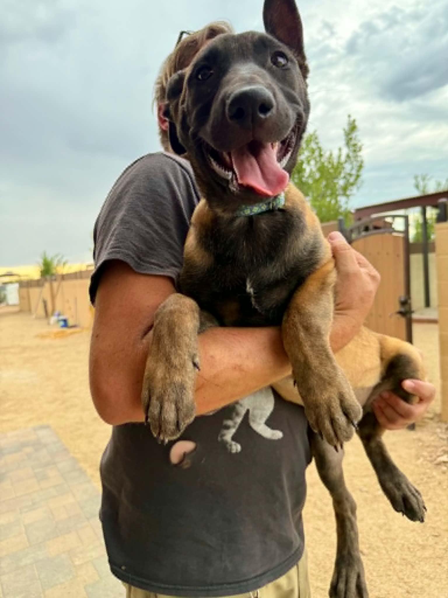 Enlarge Luna - puppy - Star, a Adopted mixed breed in Glendale, AZ image 4/4