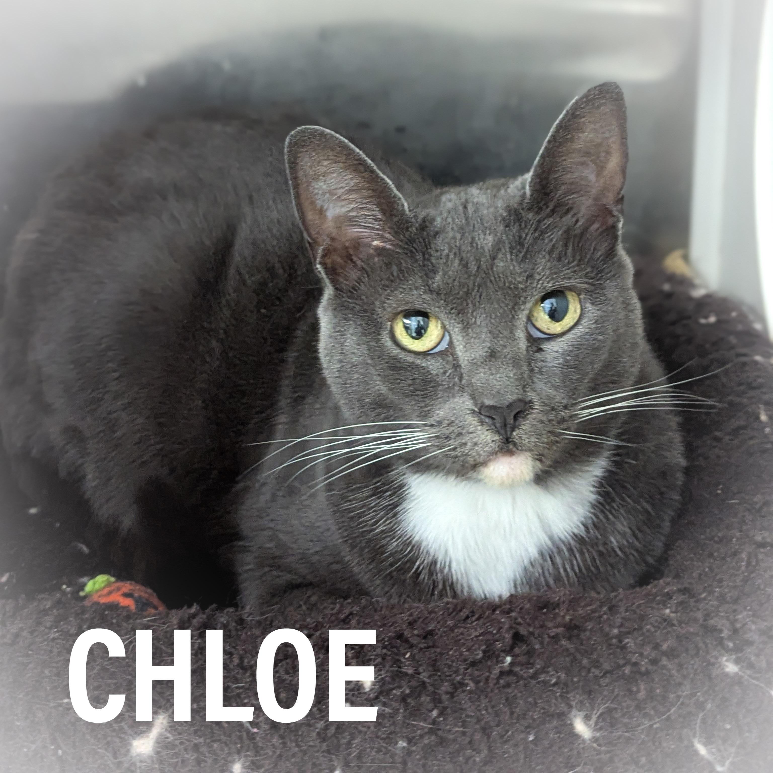 CHLOE , adopted, Adult Female Domestic Short Hair & Tuxedo.