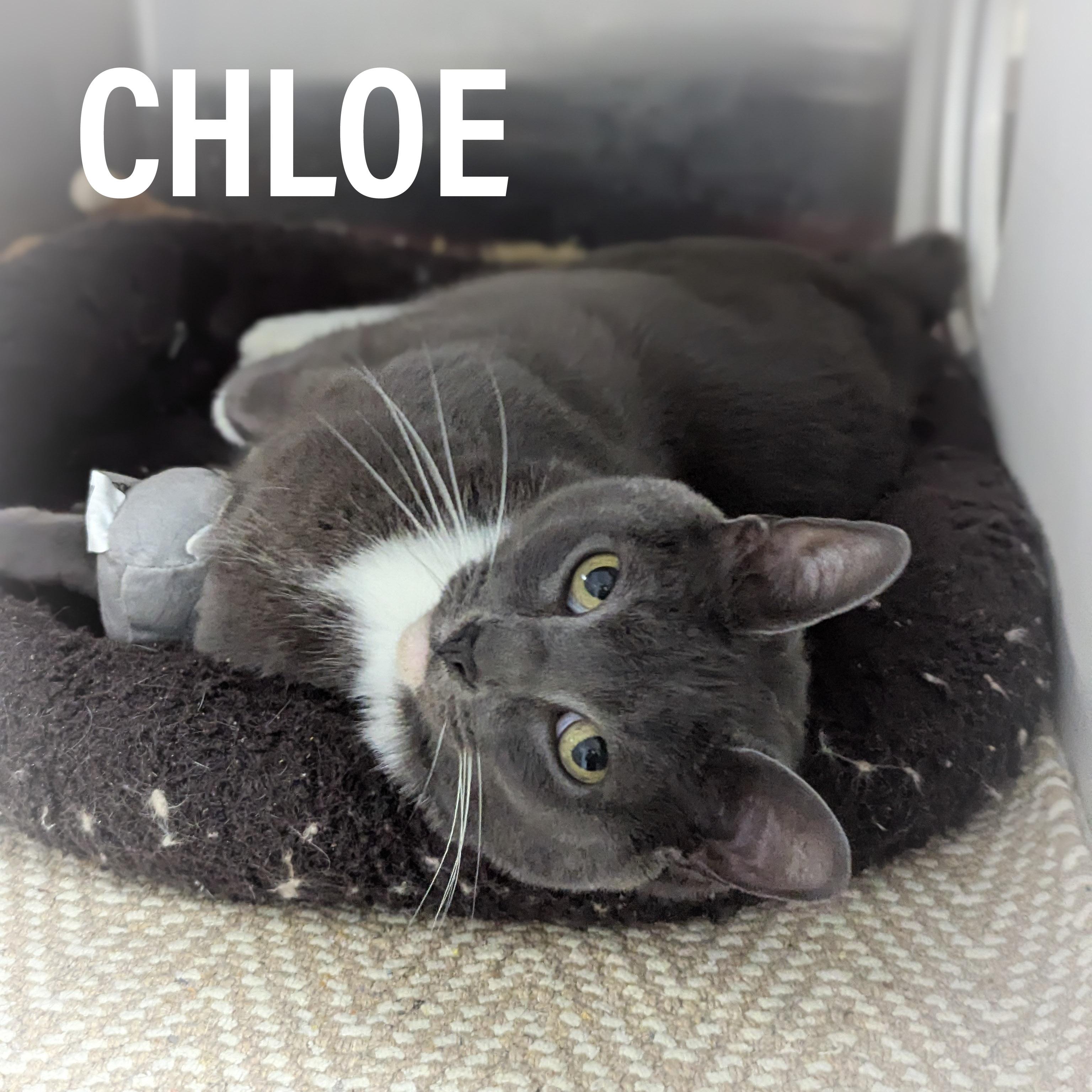 Enlarge CHLOE , an adopted mixed breed in Griffith, IN image 2/4