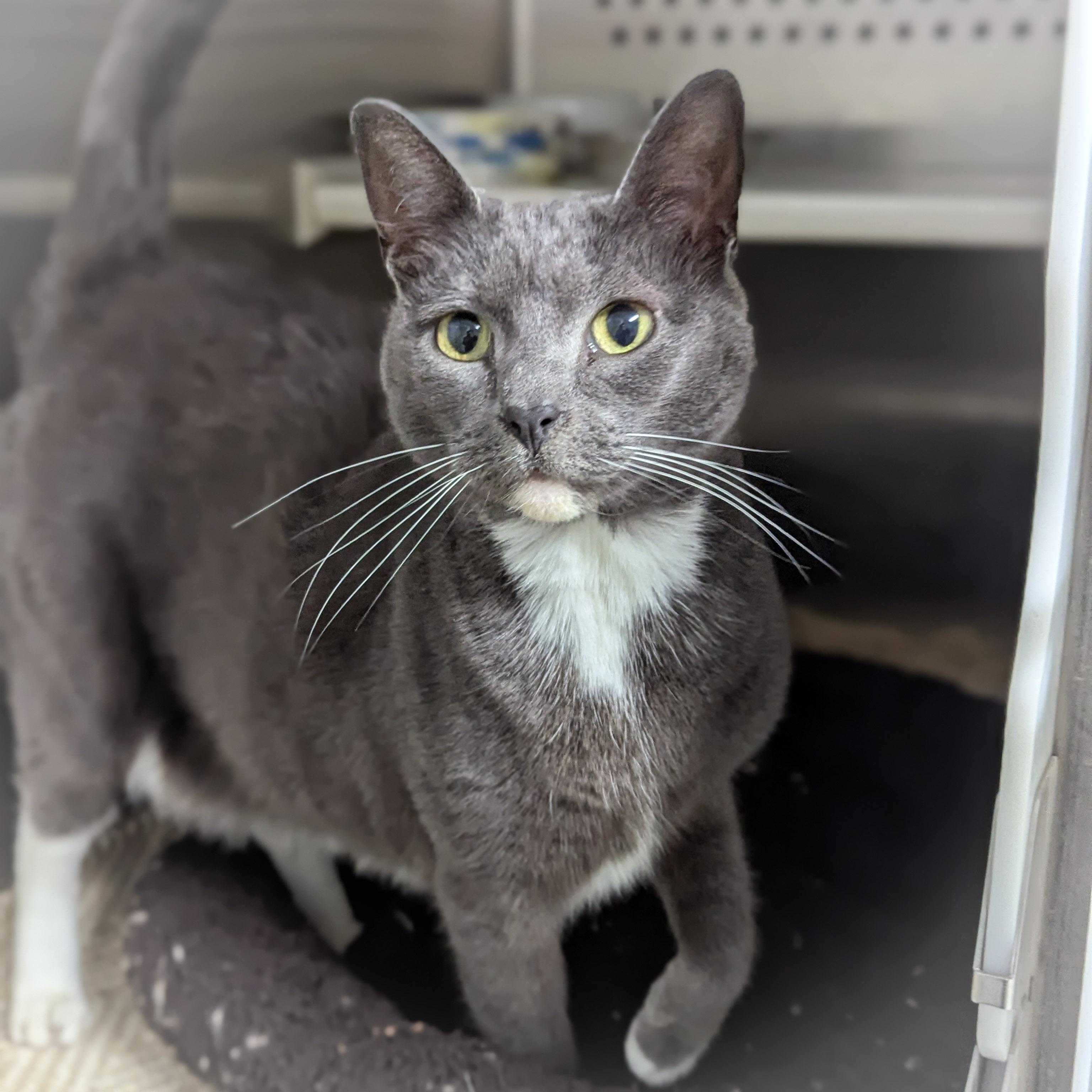 Enlarge CHLOE , an adopted mixed breed in Griffith, IN image 3/4