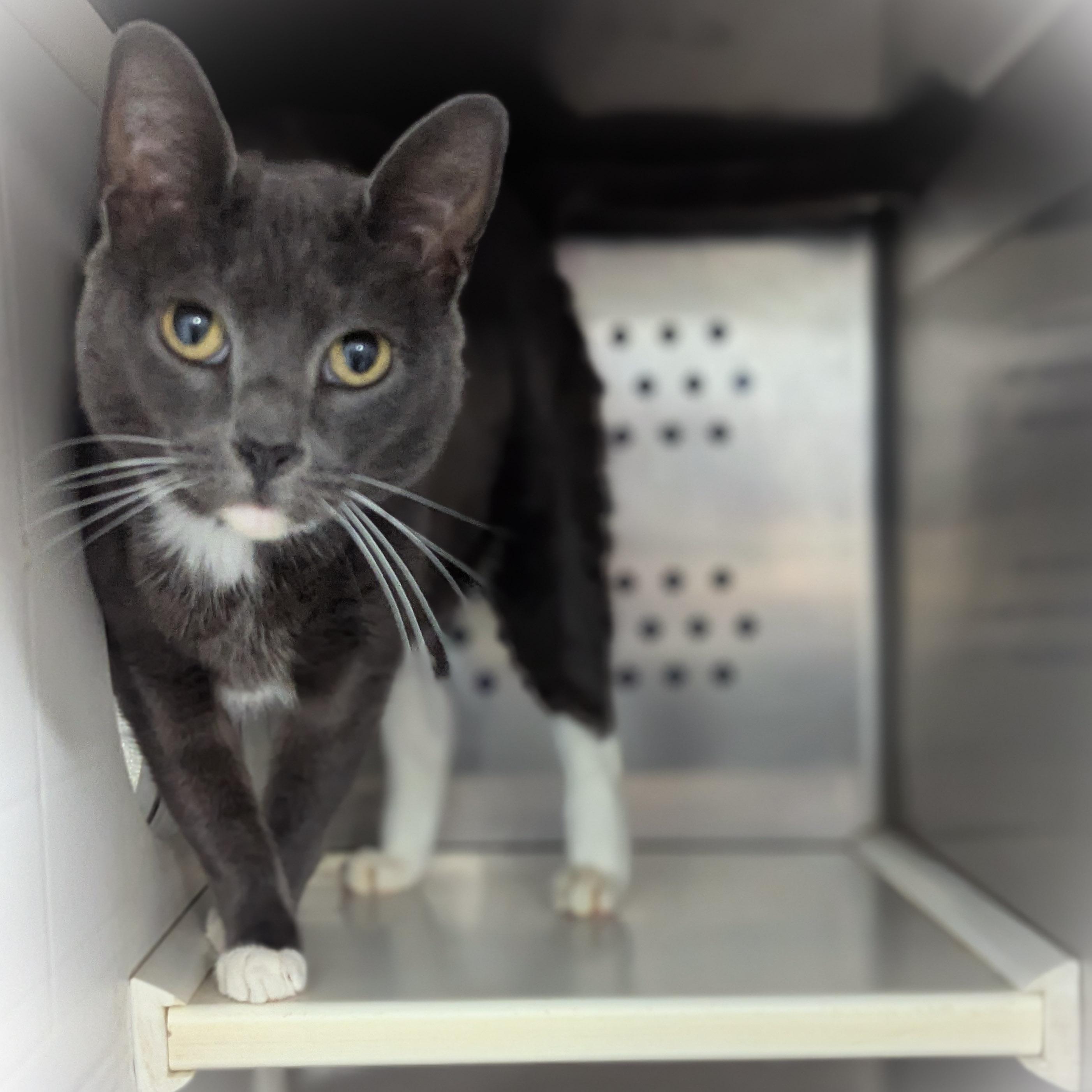 Enlarge CHLOE , an adopted mixed breed in Griffith, IN image 4/4