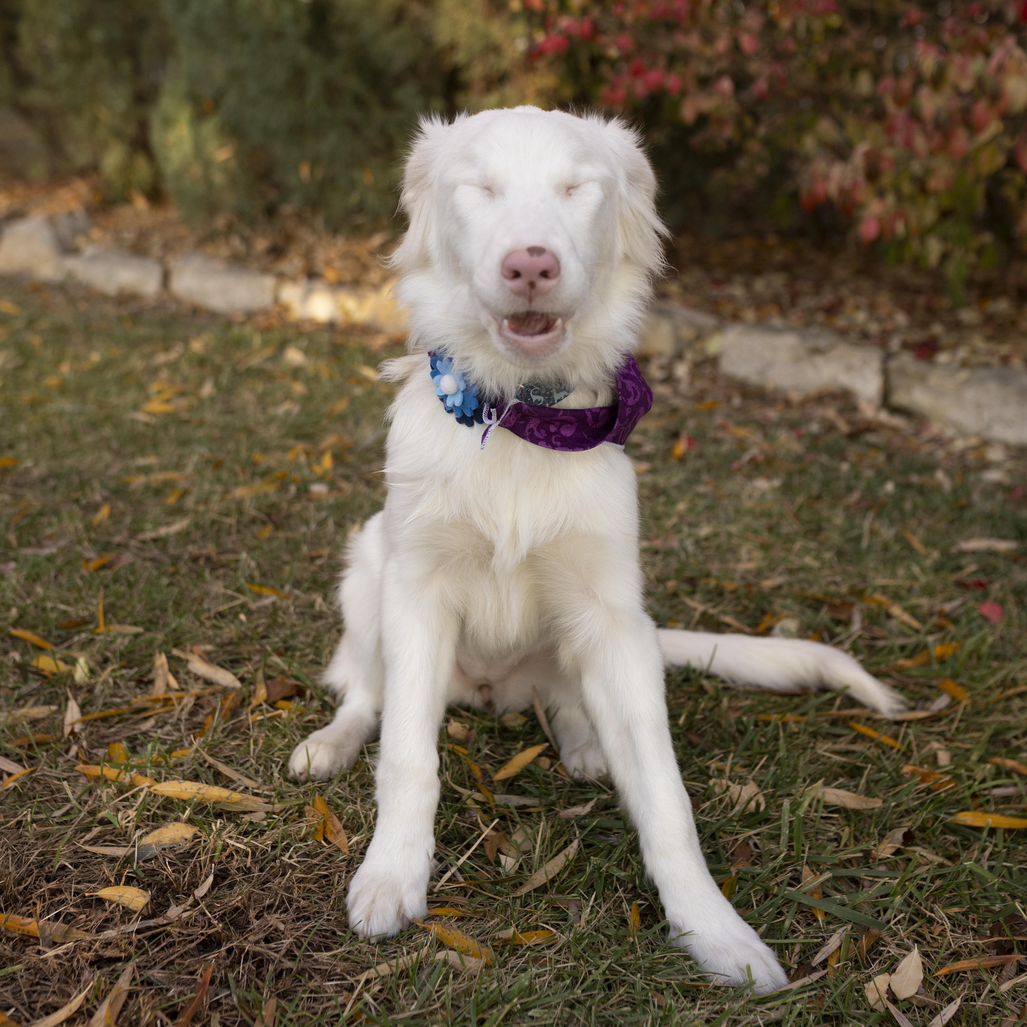 Churri, a ADOPTABLE Australian Shepherd in Olathe, KS image 4/6