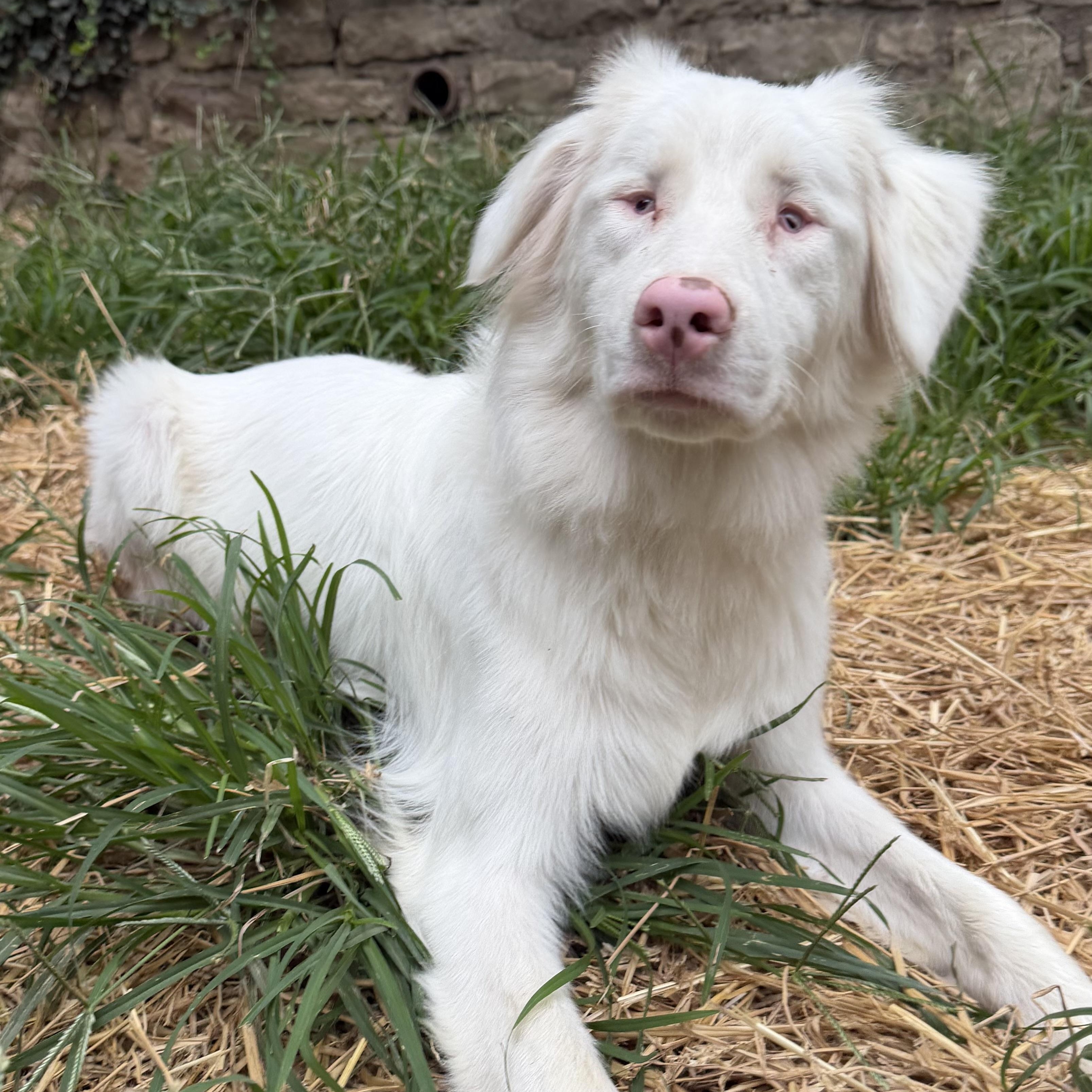 Churri, ADOPTABLE, Young Female Australian Shepherd.