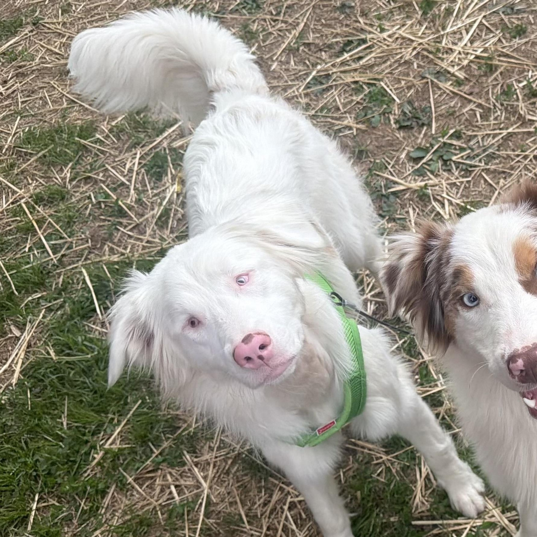 Churri, a ADOPTABLE Australian Shepherd in Olathe, KS image 6/6