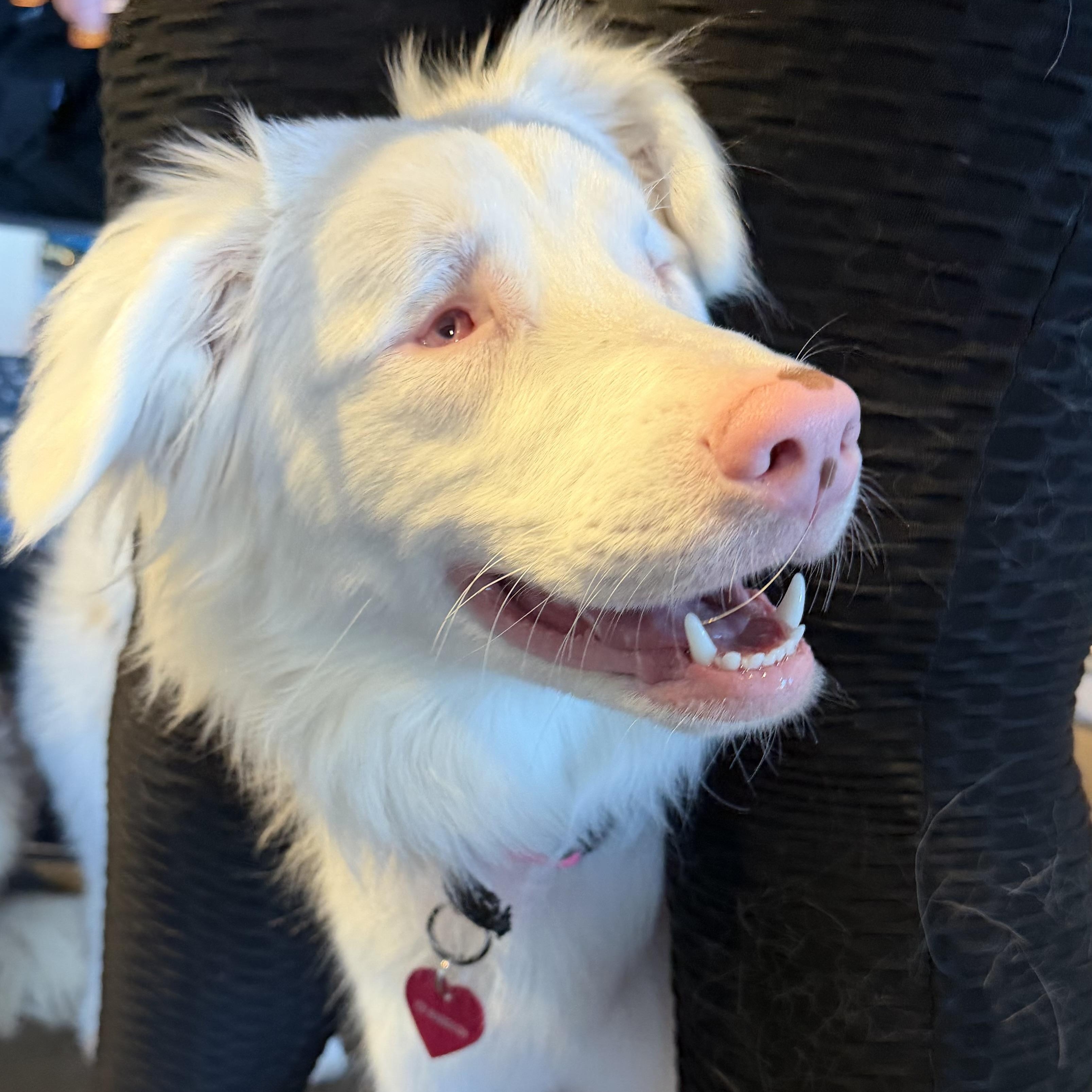 Churri, a ADOPTABLE Australian Shepherd in Olathe, KS image 2/6
