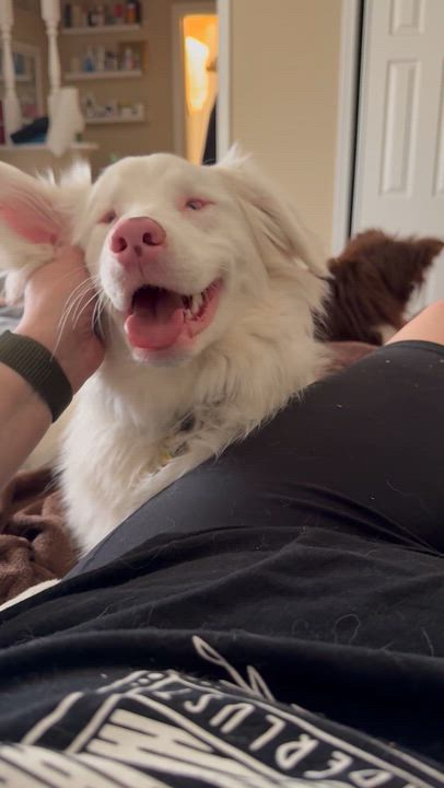 Enlarge Churri, a ADOPTABLE Australian Shepherd in Olathe, KS video 3/6