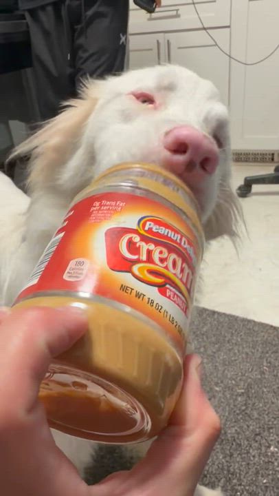 Enlarge Churri, a ADOPTABLE Australian Shepherd in Olathe, KS video 5/6