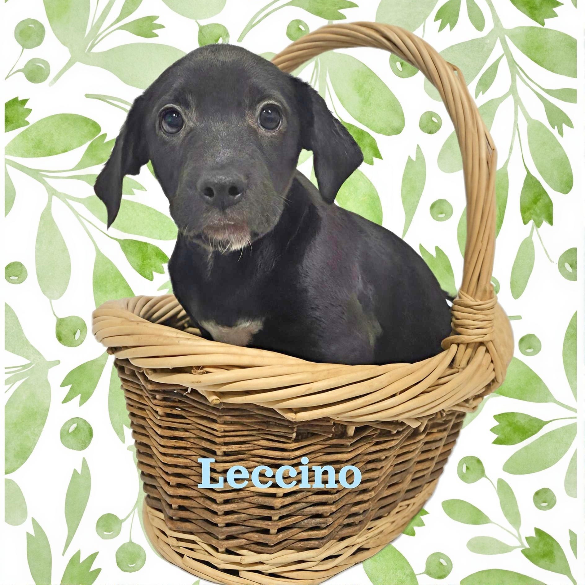Leccino , ADOPTABLE, Puppy Male Mixed Breed.