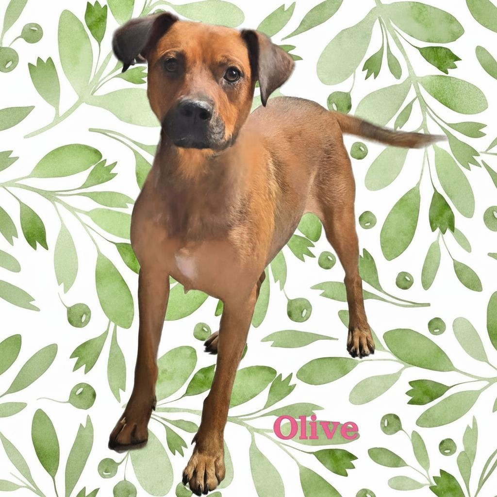 Leccino , a ADOPTABLE mixed breed in Joliet, IL image 2/2