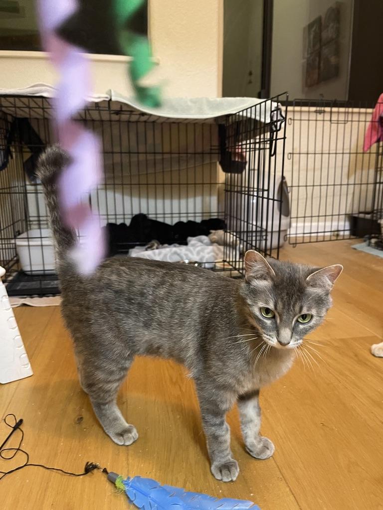 Seychelle (Text or call Maia (maya) 928-282-2604), an adoptable Domestic Short Hair in Sedona, AZ, 86336 | Photo Image 5