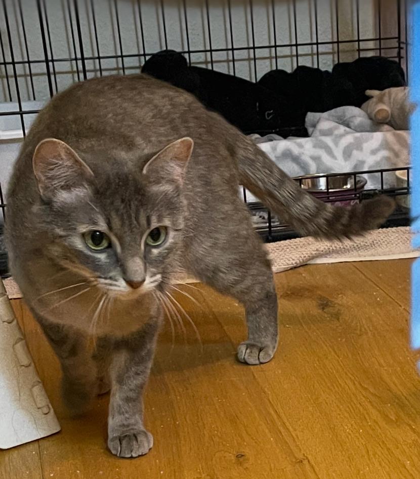 Seychelle (Text or call Maia (maya) 928-282-2604), Young Female Domestic Short Hair