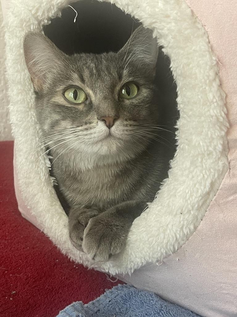 Seychelle (Text or call Maia (maya) 928-282-2604), an adoptable Domestic Short Hair in Sedona, AZ, 86336 | Photo Image 1