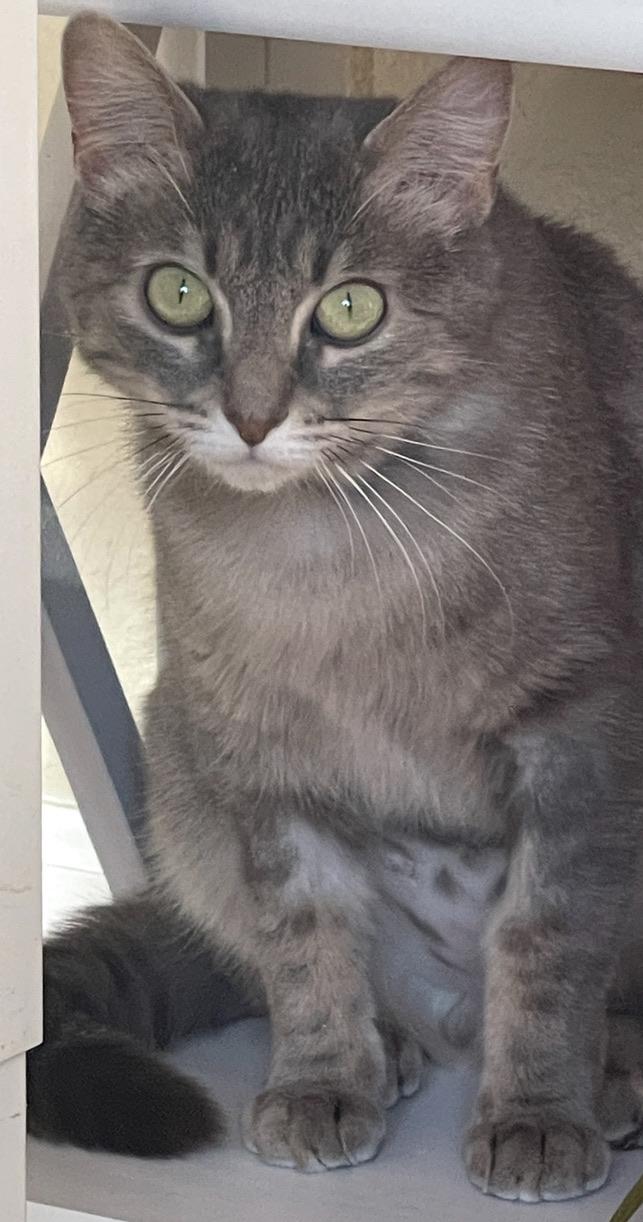 Seychelle (Text or call Maia (maya) 928-282-2604), an adoptable Domestic Short Hair in Sedona, AZ, 86336 | Photo Image 4