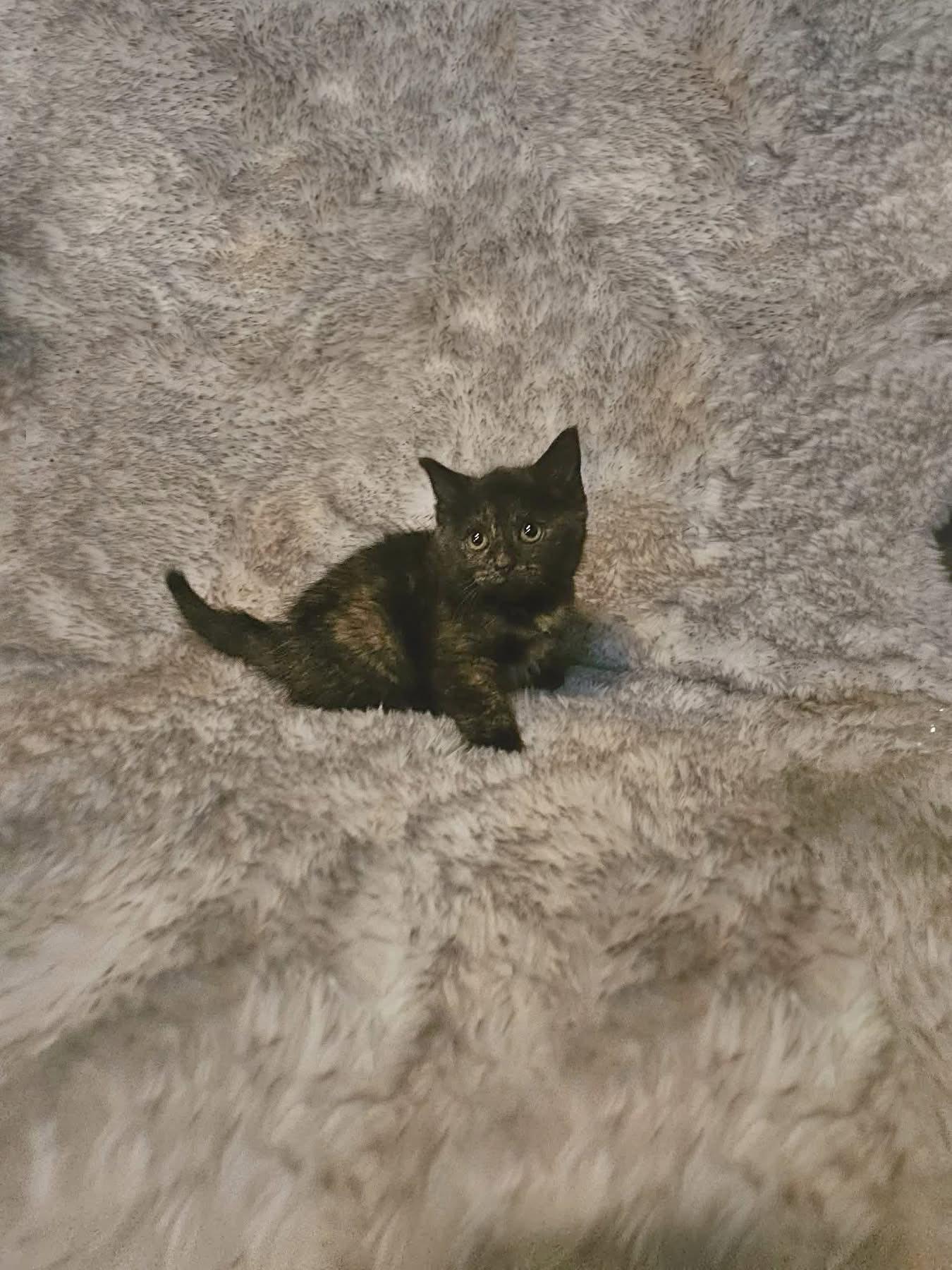 Dahlia, ADOPTABLE, Kitten Female Domestic Short Hair.