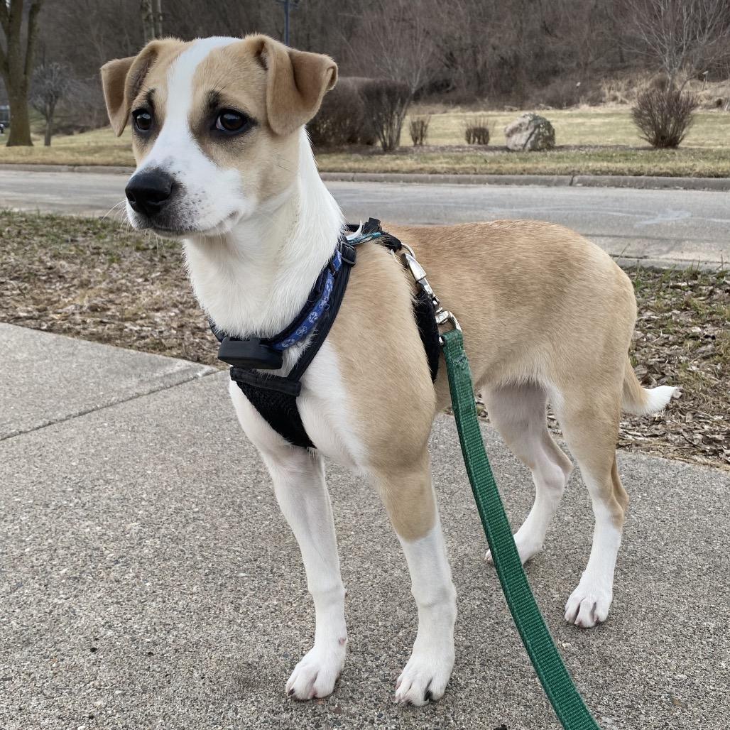 Camille, Adoptable, Puppy Female Chihuahua & Mixed Breed.
