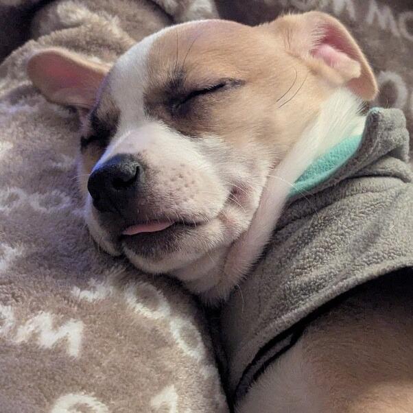 Camille, a Adoptable mixed breed in Alma, WI image 2/6