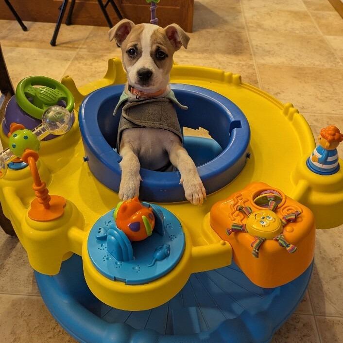 Camille, a Adoptable mixed breed in Alma, WI image 3/6